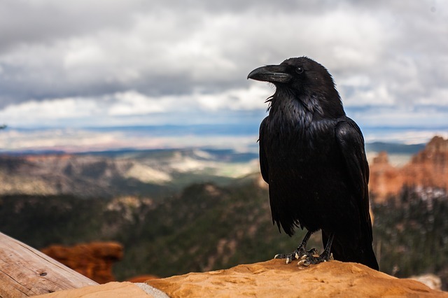 crow 828944 640