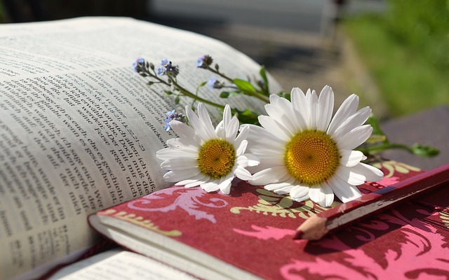 daisies 676368 640