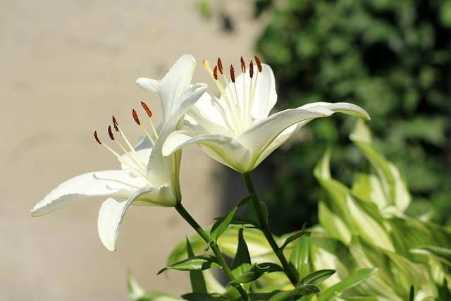 lilies 3477474 640