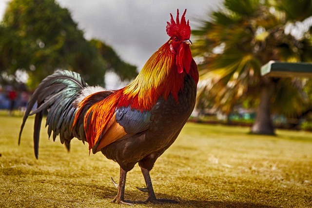rooster 2641203 640