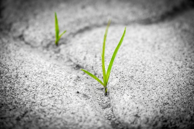 grass 1913167 640