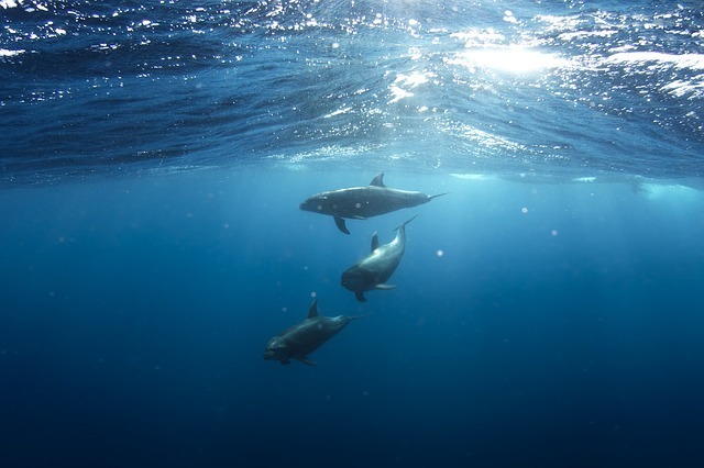 dolphins 918752 640