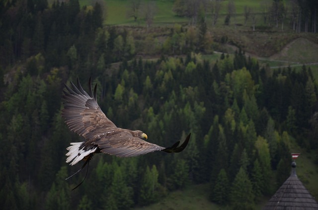 adler 339128 640