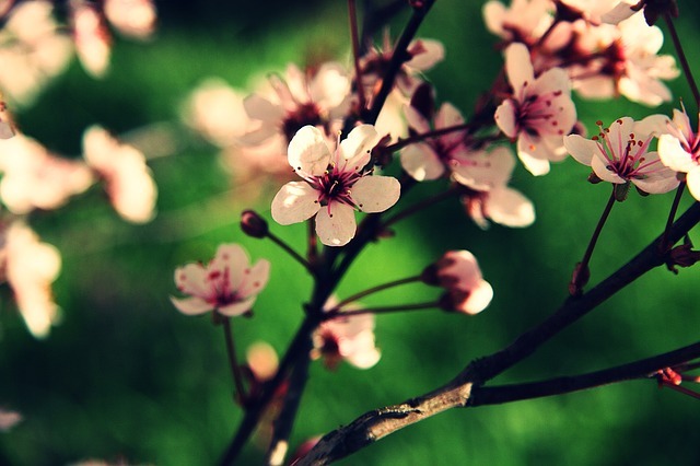 cherry 1347964 640