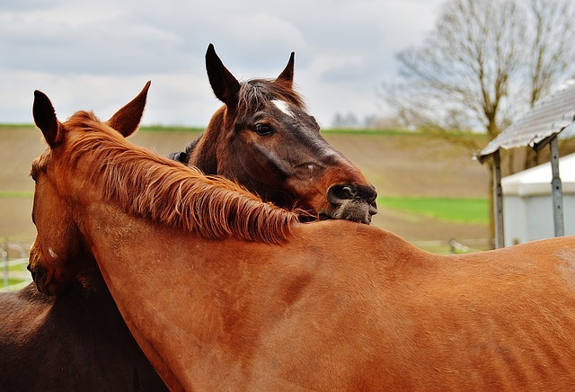horses 1335017 640