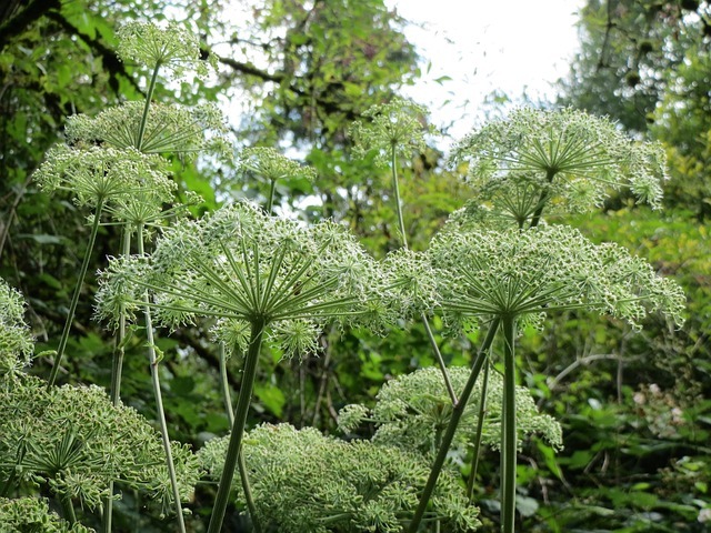 angelica sylvestris 848771 640