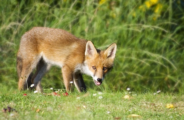 fox 1164951 640
