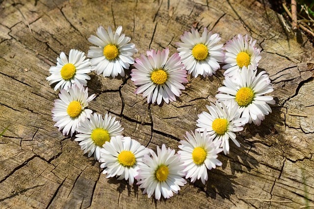 daisy 712892 640