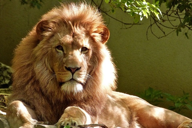 lion 1840092 640