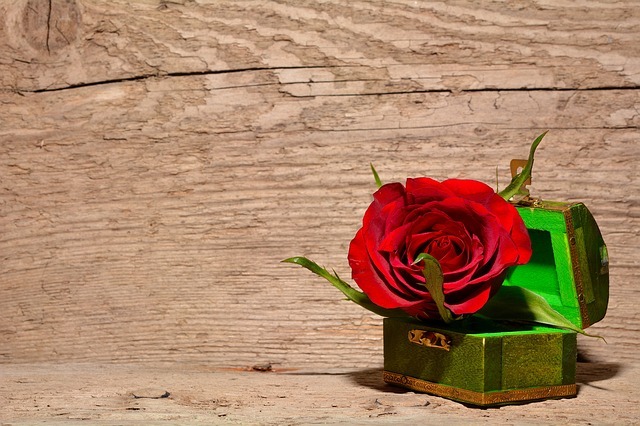 rose 557692 640
