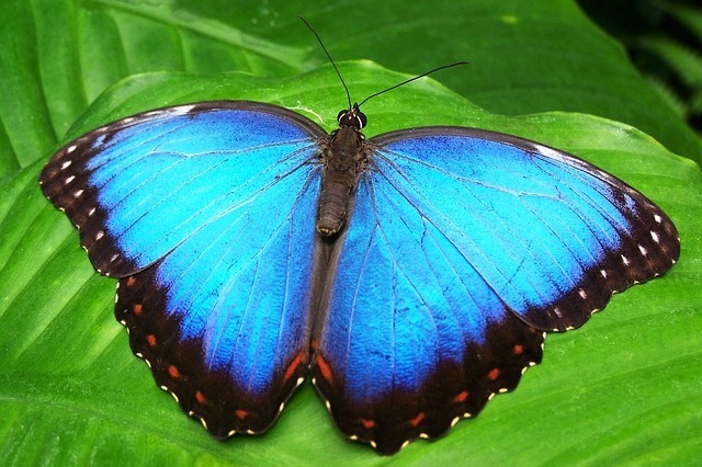 butterfly 142506 640
