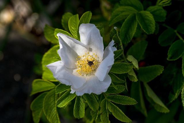 wild rose 2614159 640