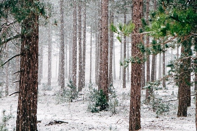 woods 690257 640