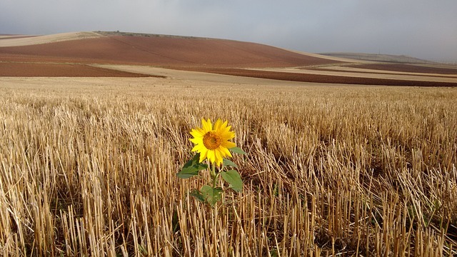 path 2400885 640