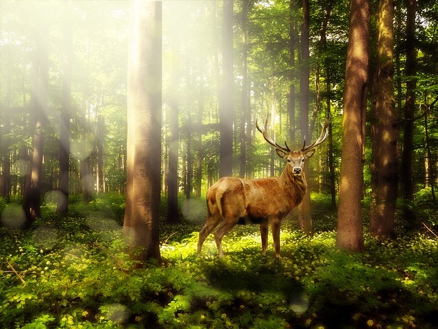magic forest 1785325 640