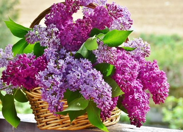 lilac 3366467 640