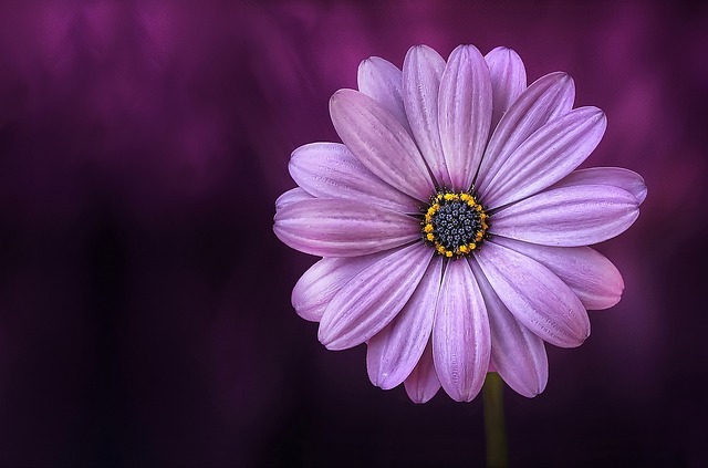 flower 729512 640