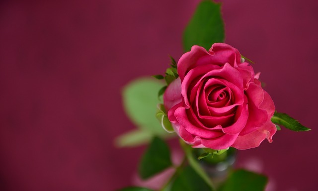 rose 693152 640