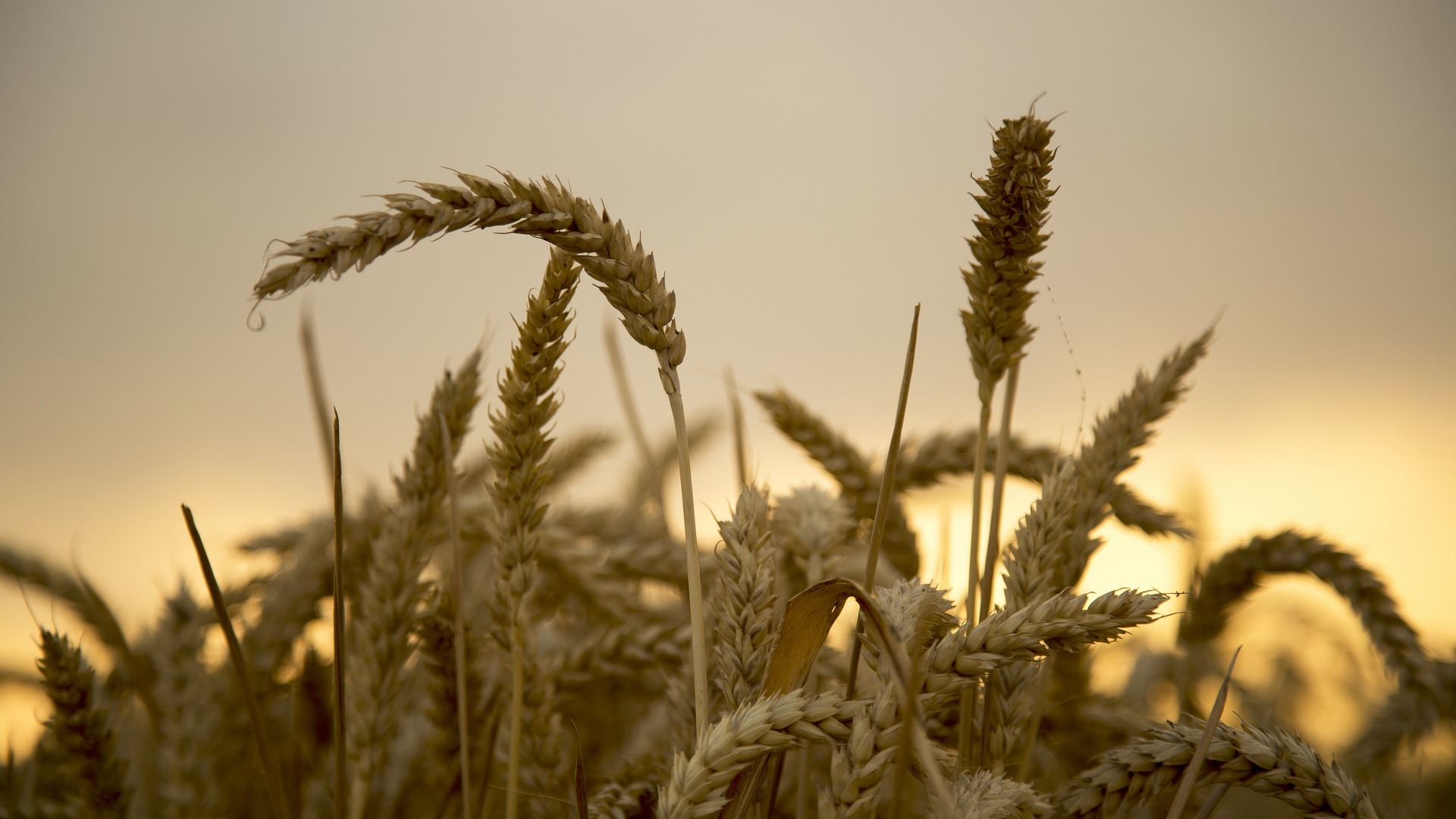 wheat 850328 1920