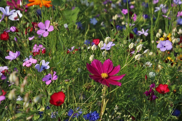 wildflowers 3571119 640