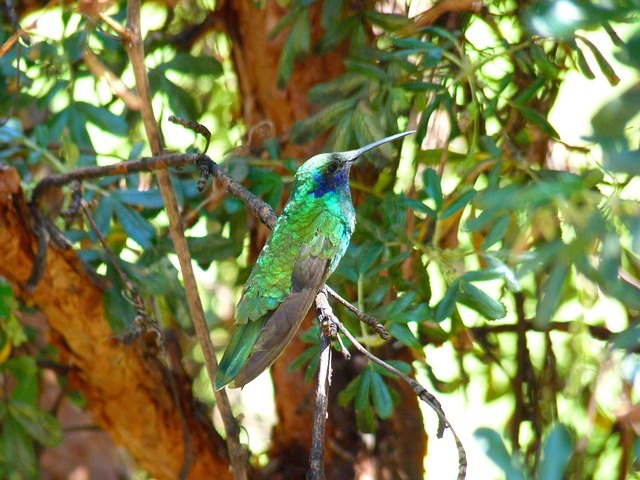 hummingbird 43431 640