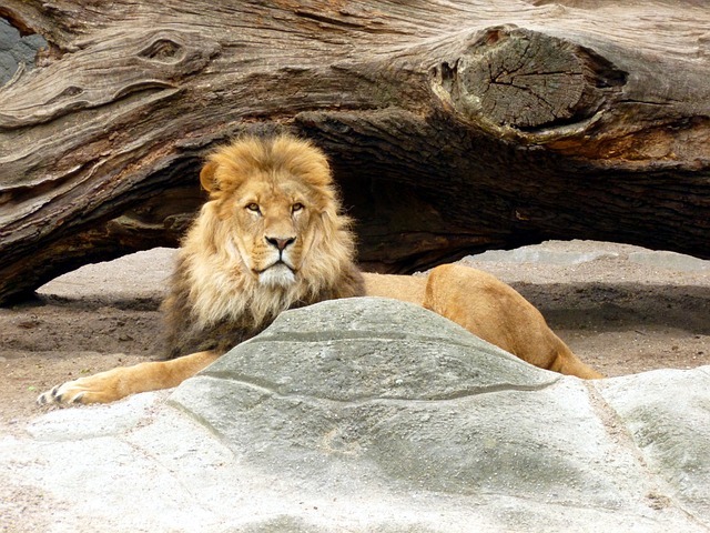 lion 1634666 640