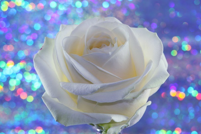 rose2
