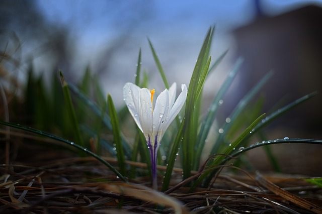 nature 3103701 640
