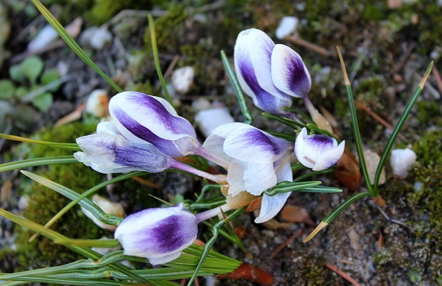 crocus 3296442 640