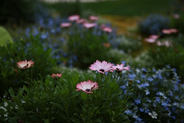 chrysanthemum 4143241 640