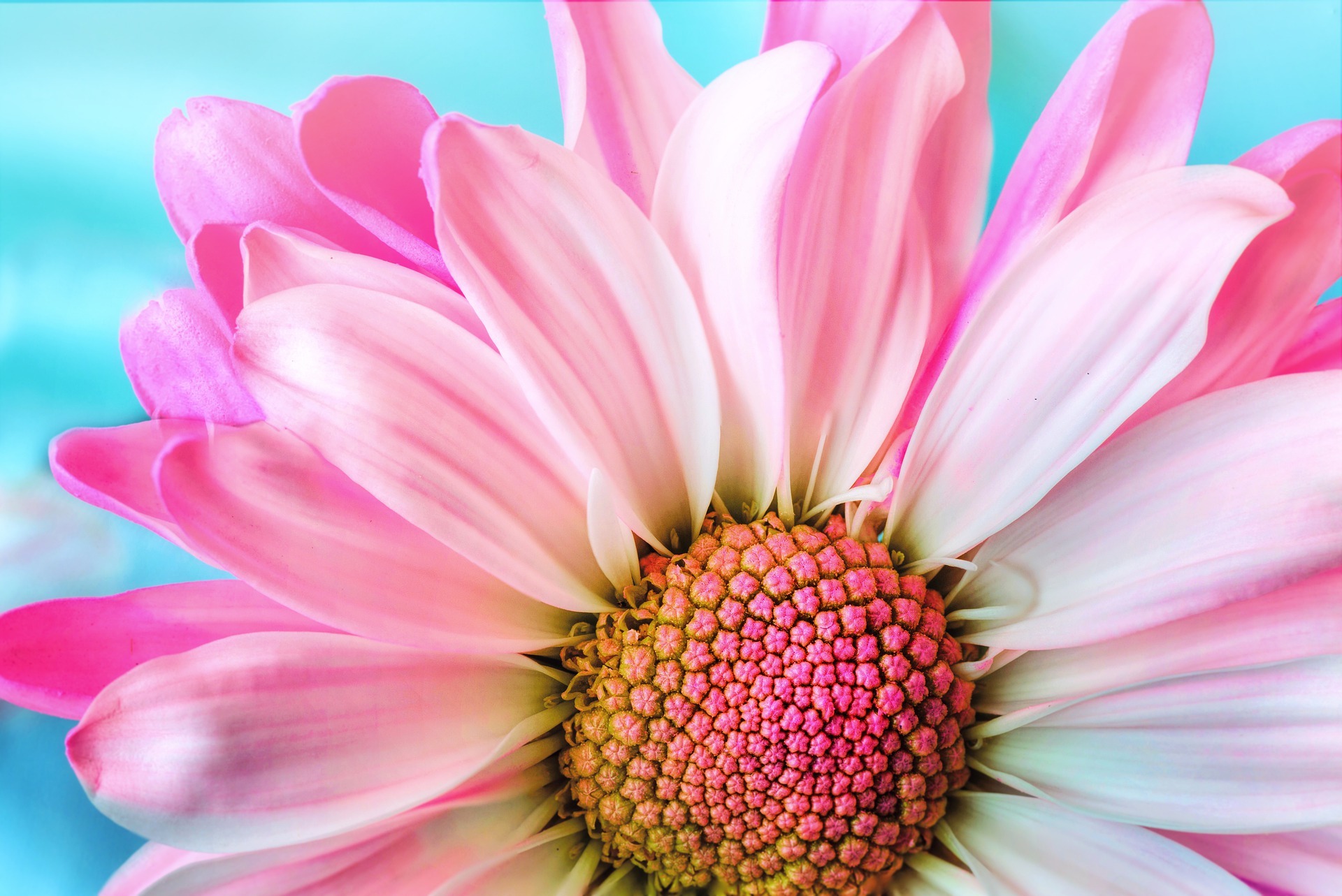 růžová gerbera
