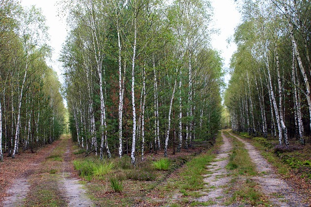 forest 2745352 640