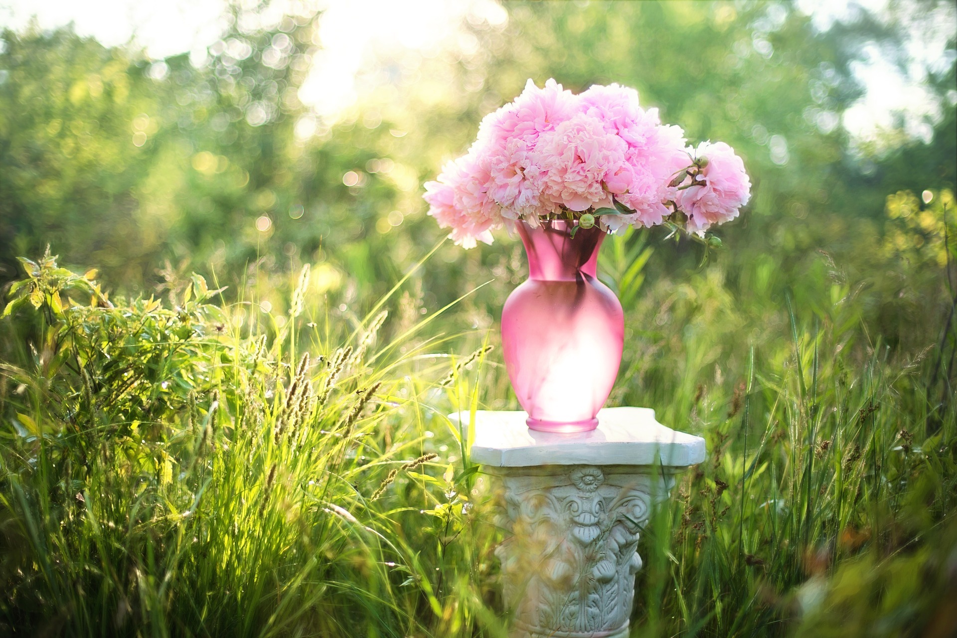 peonies 2392425 1920