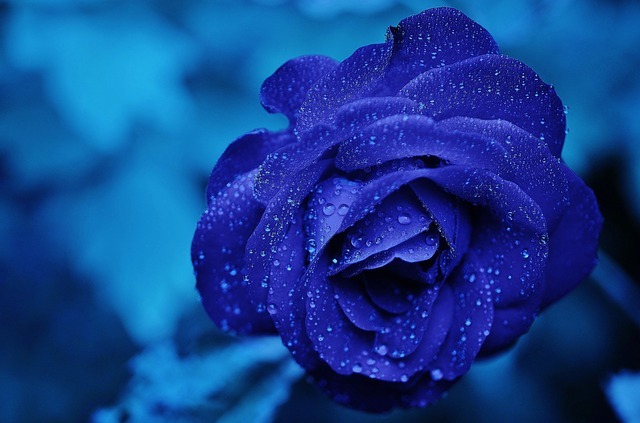 rose 165819 640