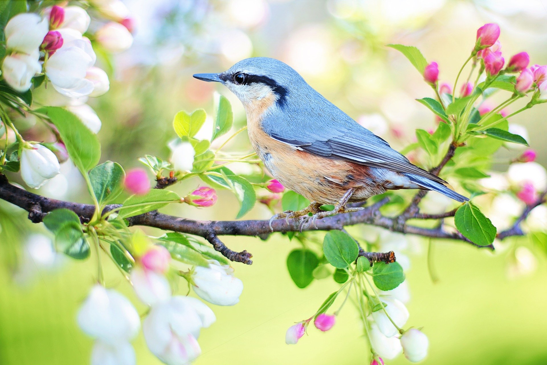 spring bird 2295431 1920