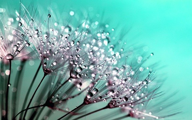 dandelion 445228 640