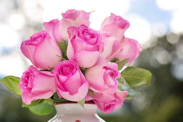pink roses 2191636 640