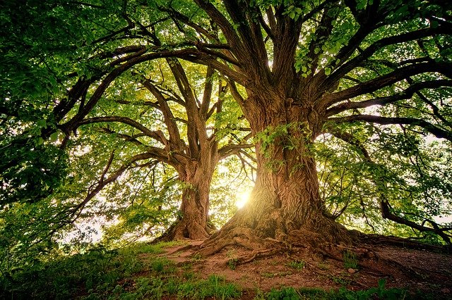 tree 3822149 640