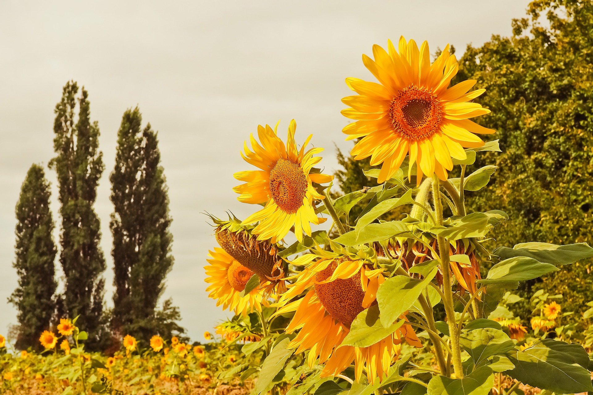 sunflowers 3623331 1920
