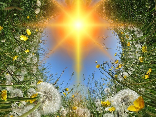 dandelions 419858 640