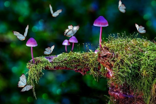mushrooms 5672547 640