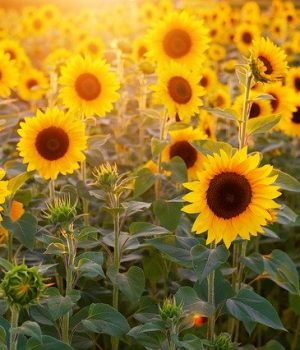 sunflower 3550693 640 sunflower 3550693 640